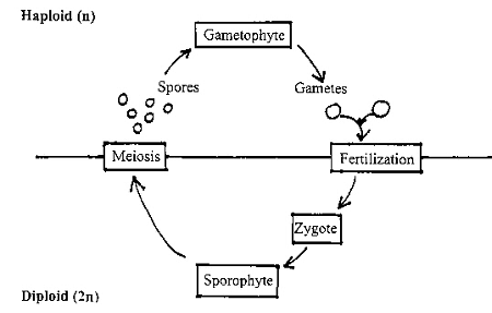 generalized life cycle of fungi. A generalized life cycle for